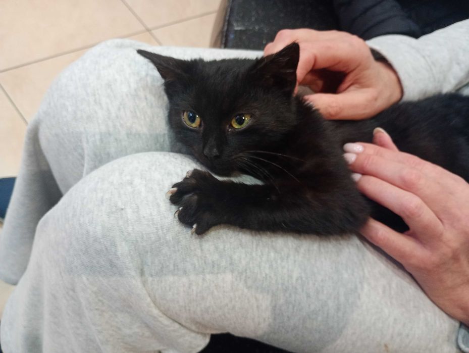 4 miesięczny kociak szuka  domu