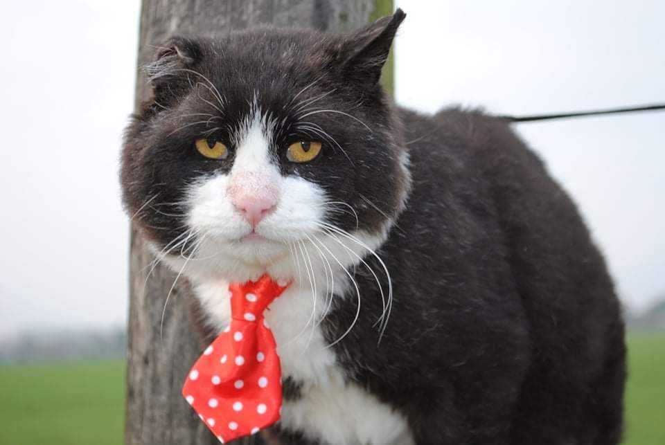 Starszy kot z białaczką szuka domu