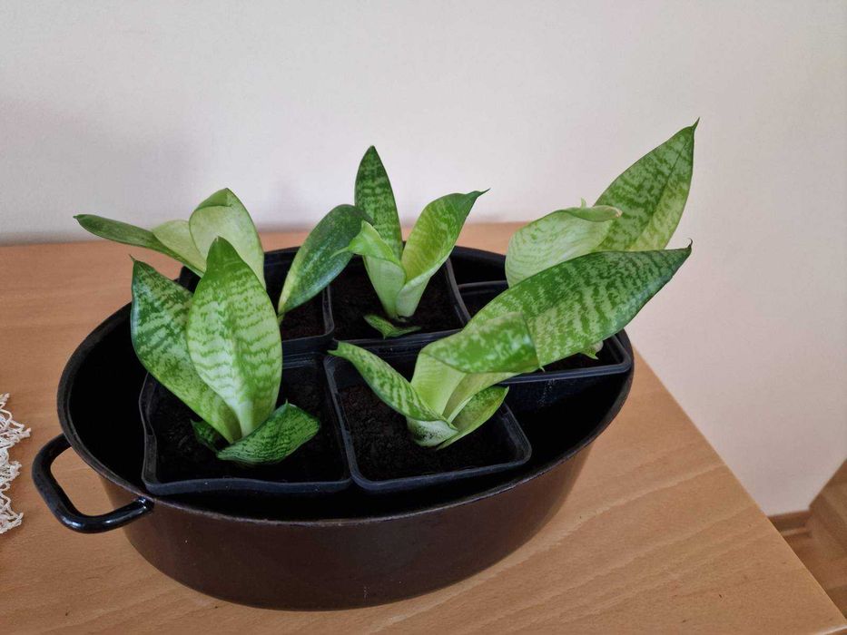 Sansevieria rozetowa - 5 sadzonek