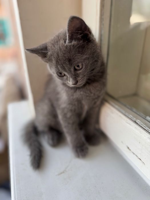 Котики шукають нову домівку