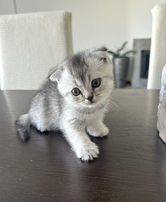 Menino Scottish Fold
