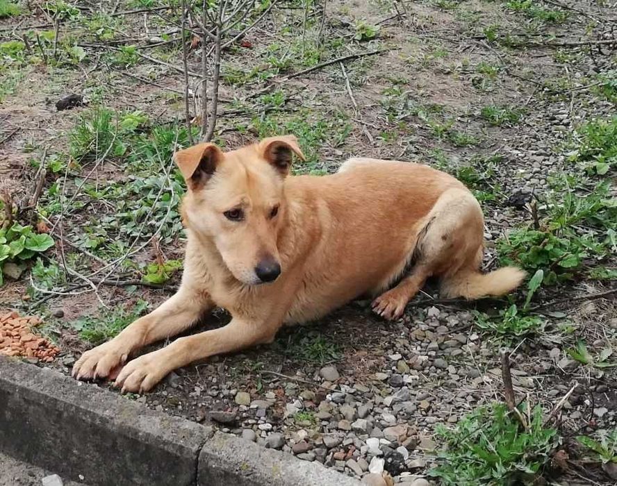 Собака (хлопчик) шукає дім