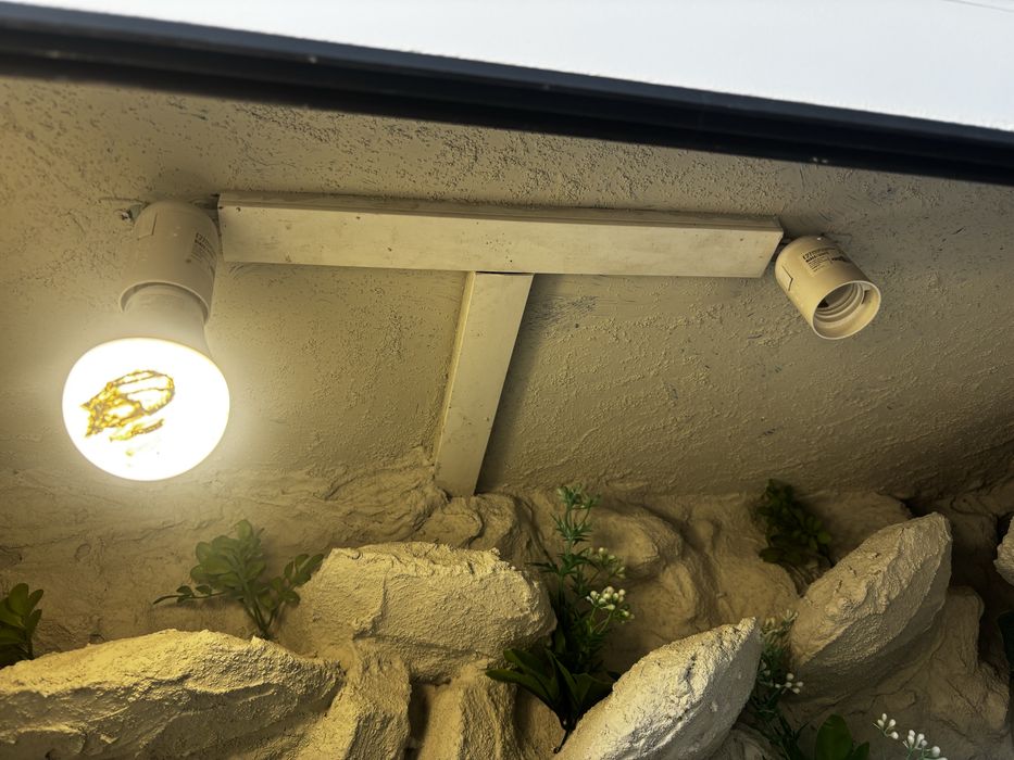 Terrarium dla agamy brodatej