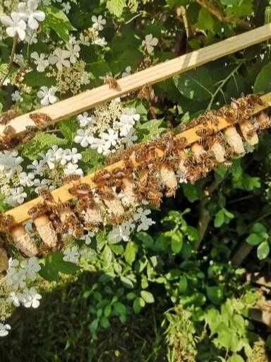 Бджоломатки 2026