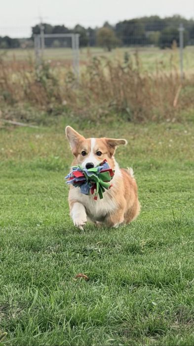 Faworek - piesek welsh corgi pembroke bez ogonka ZKwP/FCI
