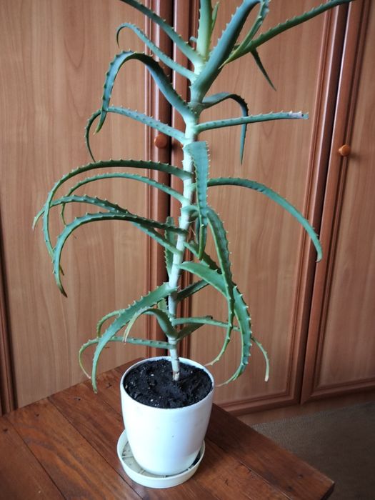 Алое кімнатна рослина