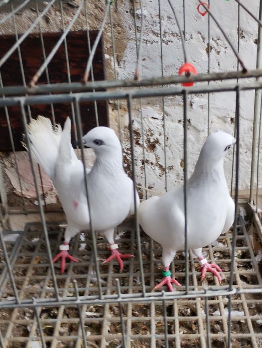 Jasne wyloty i na białych