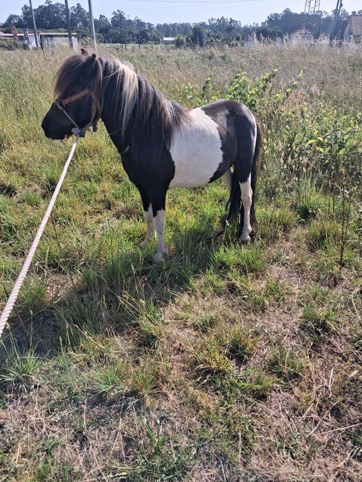Ponei macho inteiro