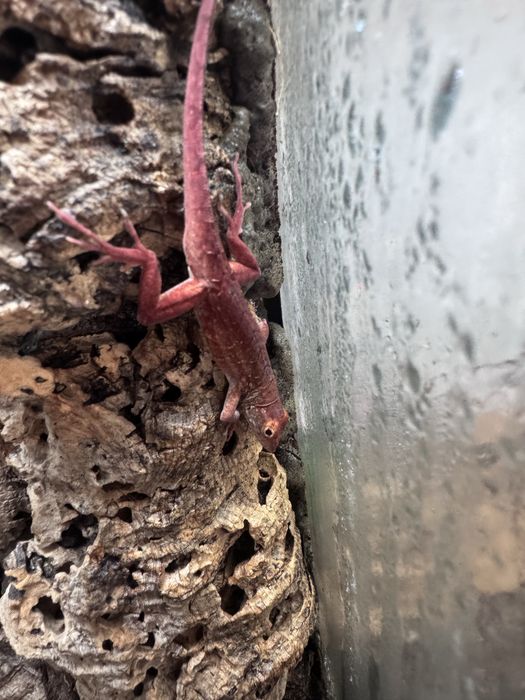 Anolis sargei red