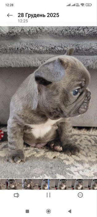 Французький бульдог