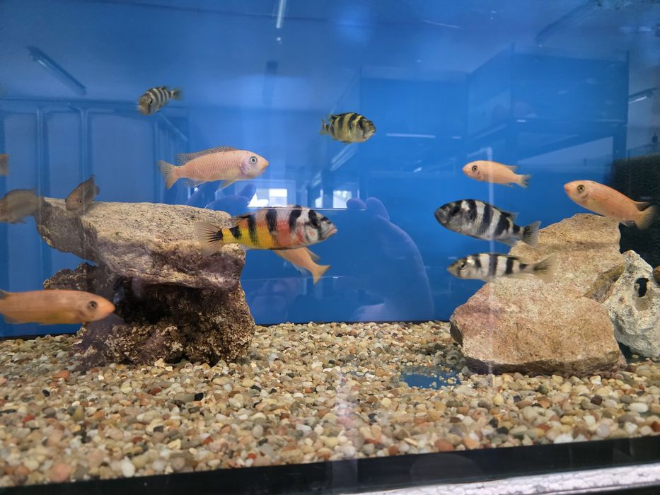 Astatilapia Latifasciata