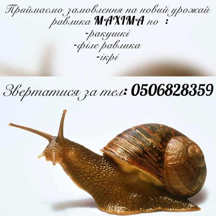 Равлики , ракушка , філе равлка Helix aspersa Maxima