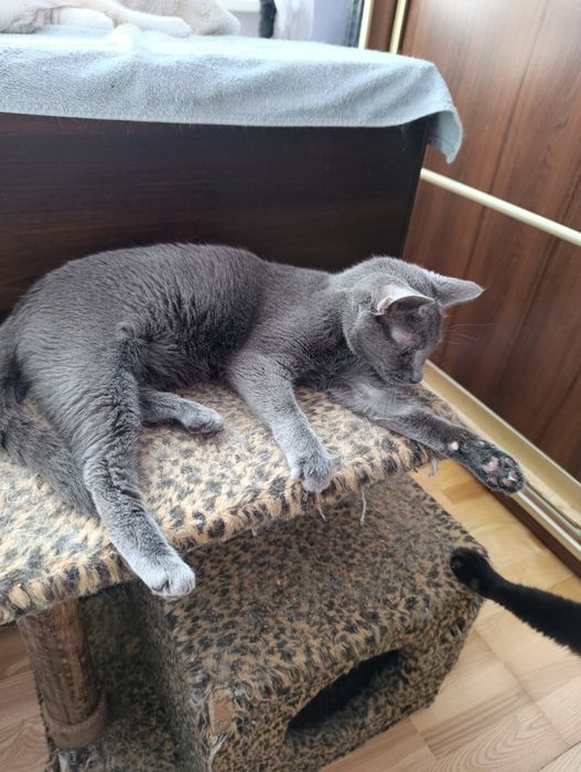 Кіт. Киця. Кошеня.