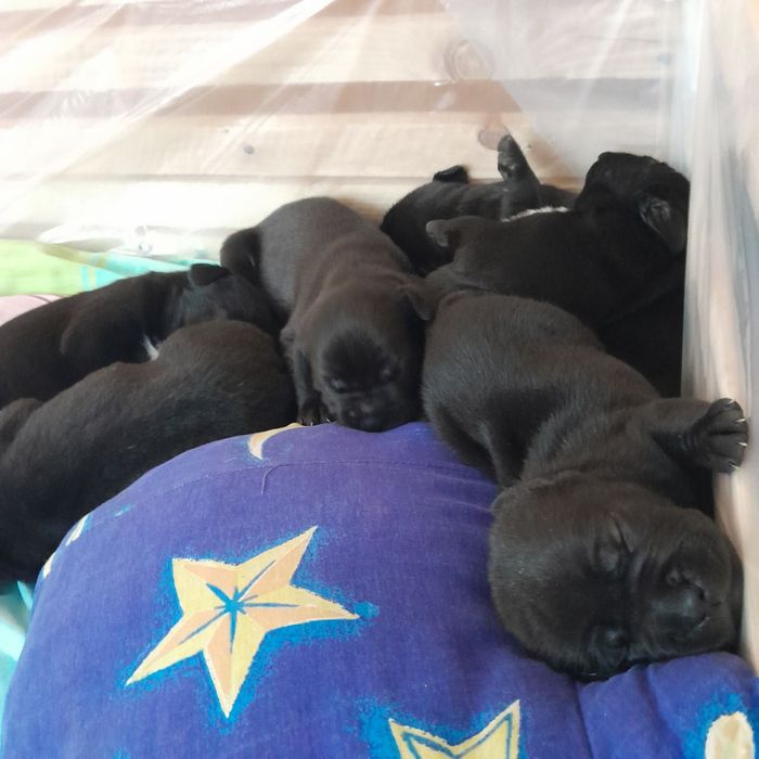 Кане-корсо ищут семью.