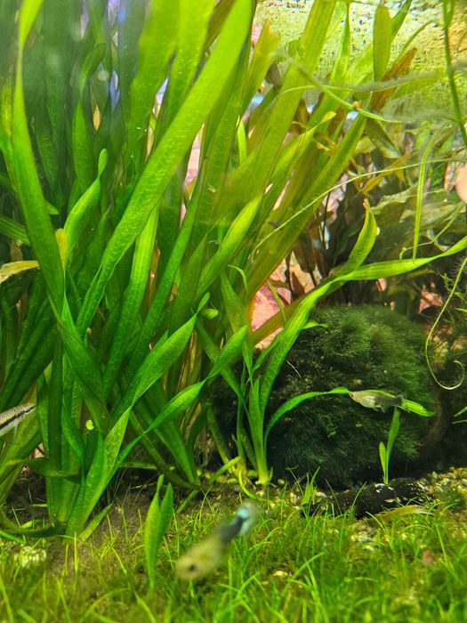 Rosliny akwariowe Eriocaulon, Gałezatka, Vallisneria Asiatica