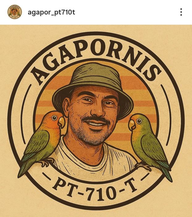 Agapórnis Roseicollis novos