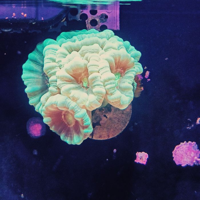 Vários corais fáceis