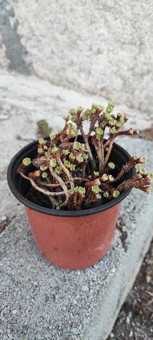 Planta Suculenta