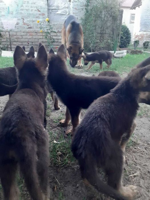 Німецька вівчарка цуценята Овчарка