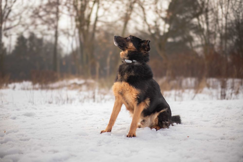 Pies ZGRZYT Nr 394/19 Schronisko Chorzów TOZ