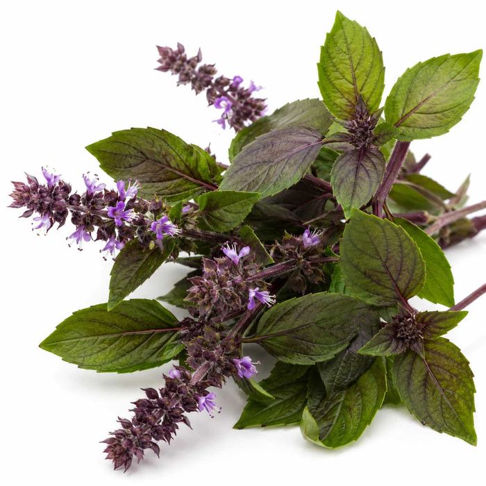 50 Sementes Manjericão Canela - Ocimum basilicum ‘Cinnamon’