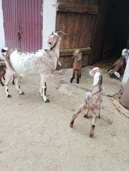 Англонубійські кози та козенята