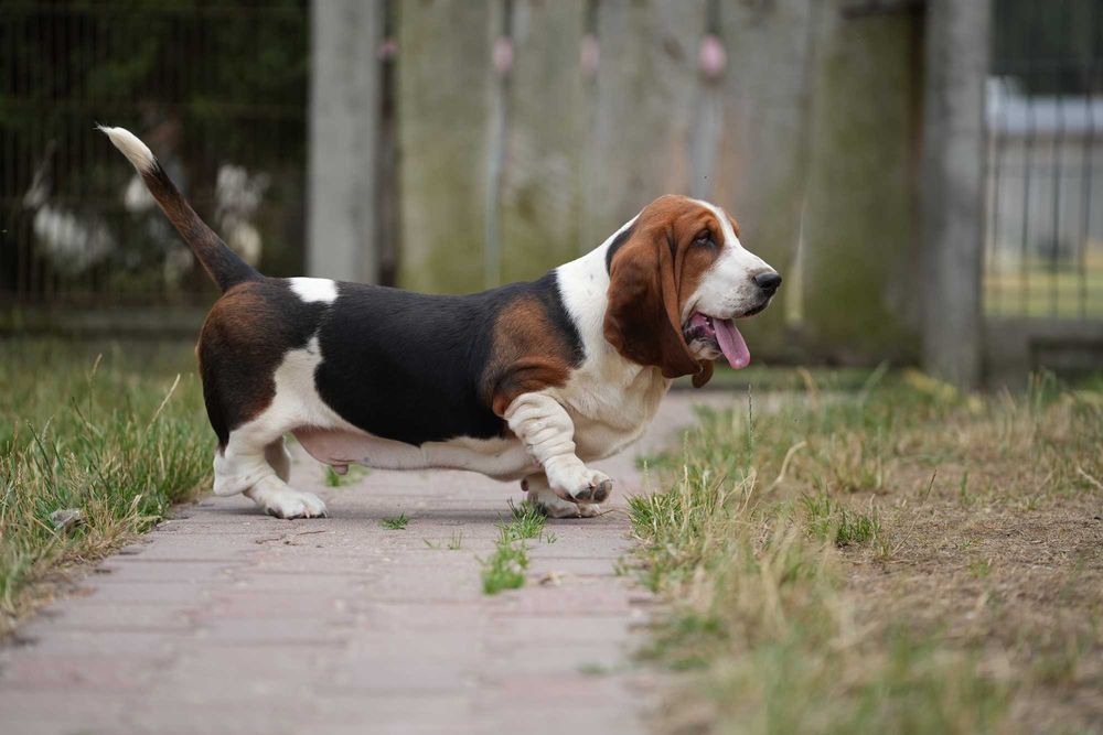 Basset Hound Piesek
