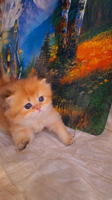Ручные котята. Золотая шиншилла.
