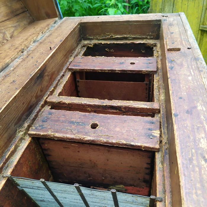 Ule warszawskie zwykłe