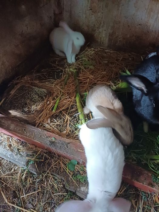 Sprzedam młode króliki