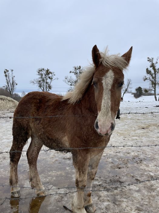 Sprzedam ogiery jalowki