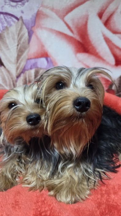 Yorkshire Terrier