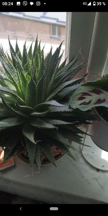 Алое Vera ,Маранта , Монстера