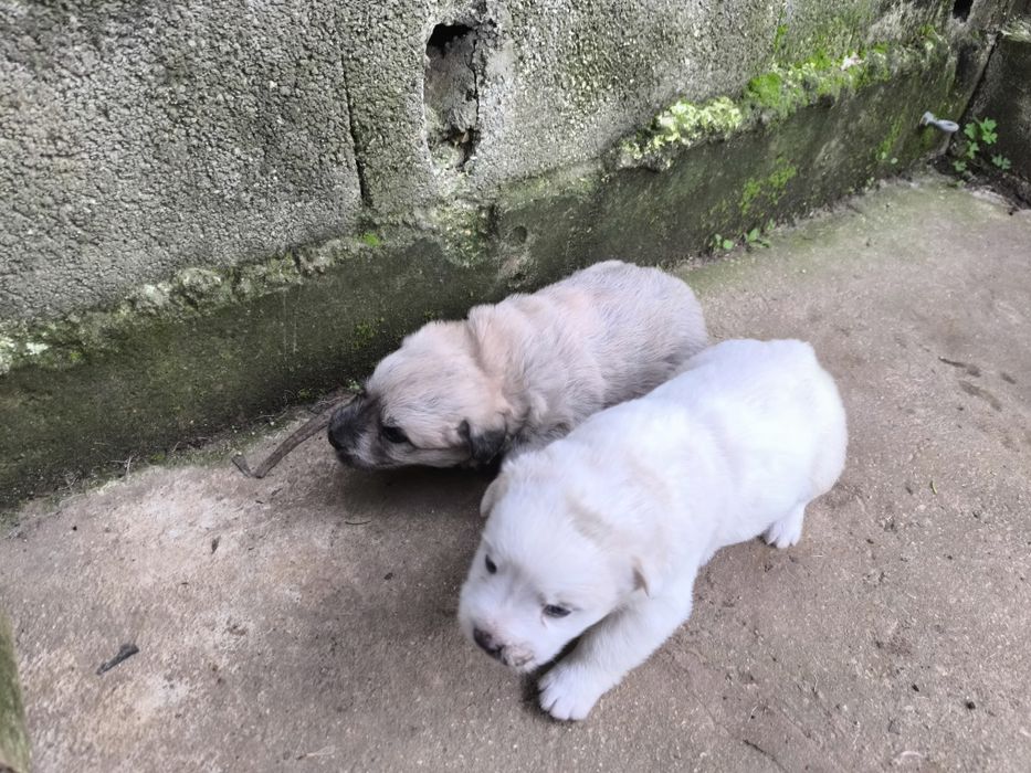 Cãezinhos canixes porte médio