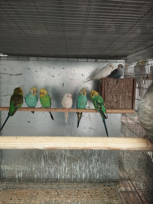 Piriquitos e mandarins