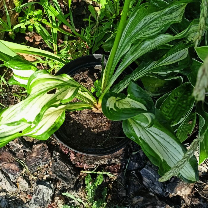 Funkia , hosta ze zdjęć 2 sztuki