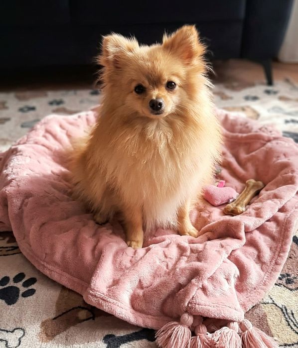 Szpic miniaturowy Pomeranian