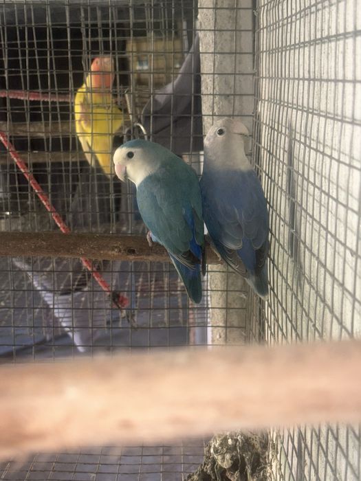 Agapornis roseicollis para criar à mão