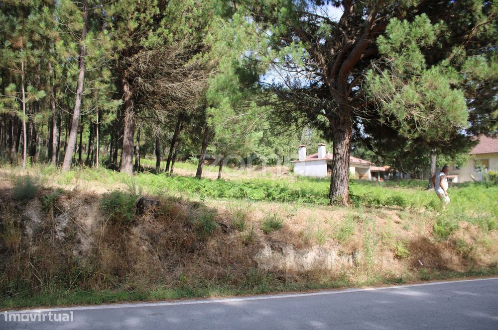 Terreno com pinhal e e mato a 15 minutos de Viseu