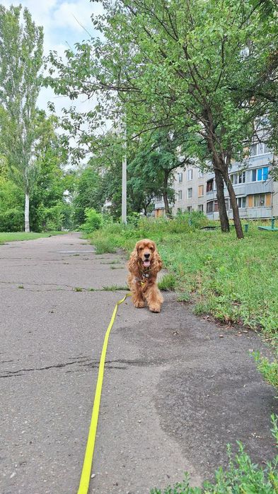 В'язка англійський кокер спанієль