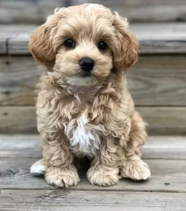 Мальтипу щенки. Мальчики и девочки.