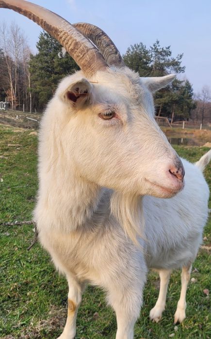Koza mleczna !!! Zapraszam