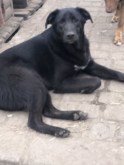 Метисы лабрадора