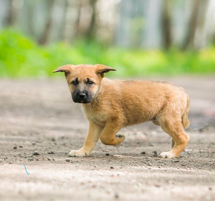 Цуценята безкоштовно