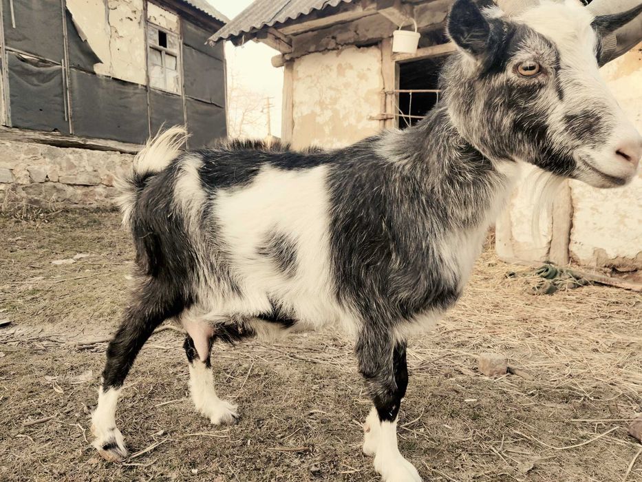 Продам козу ,козенят.