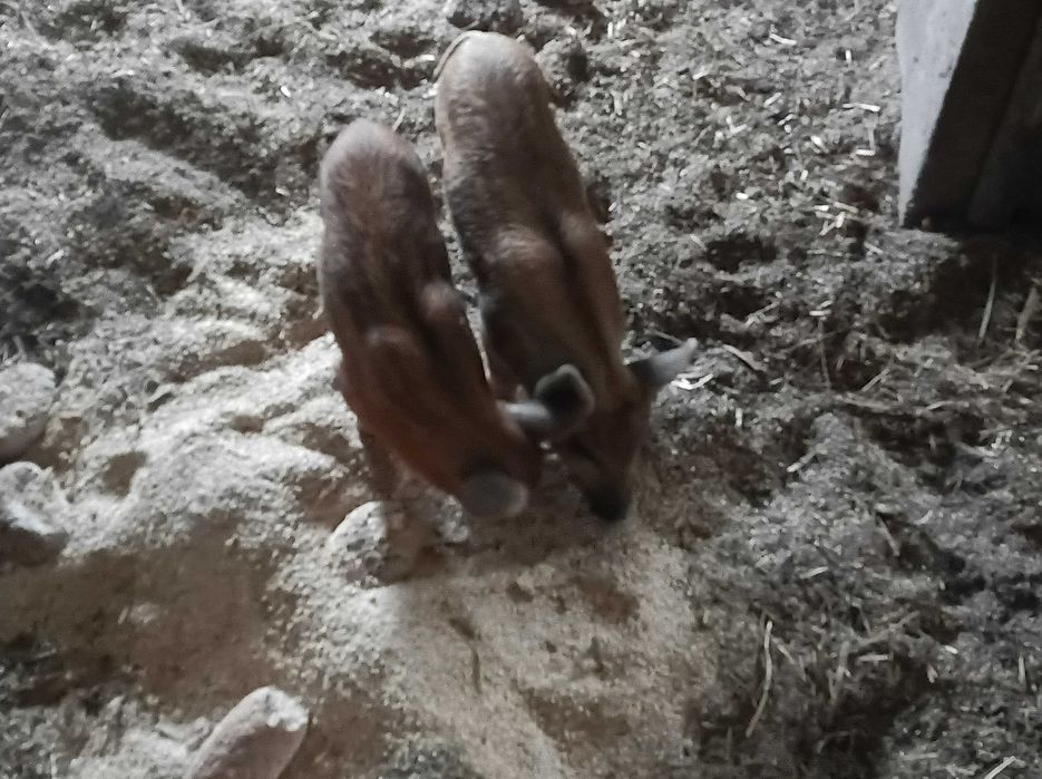 Mangalica. Prosiaki