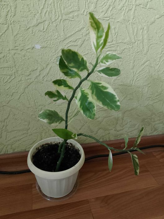 Педилантус титималоидный