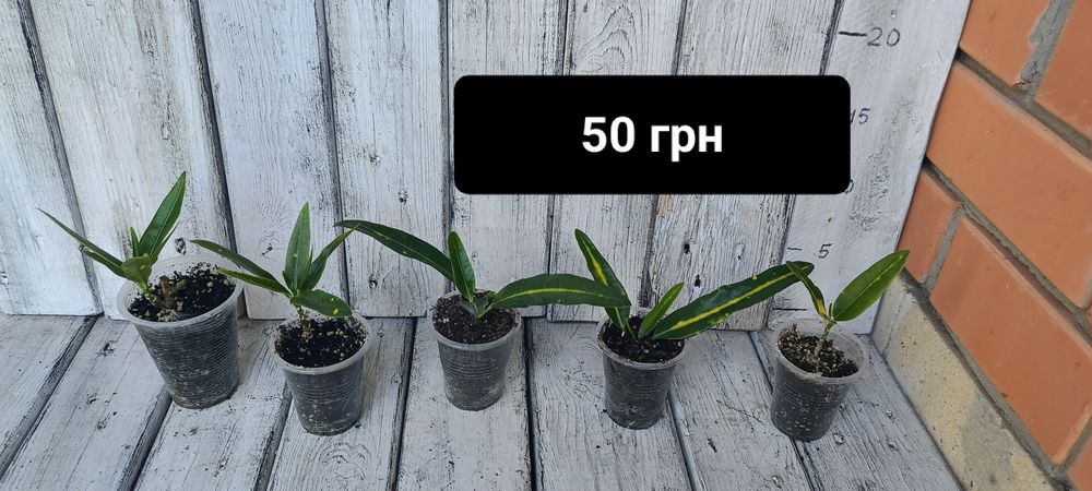 Кротон кодиеум Санни стар