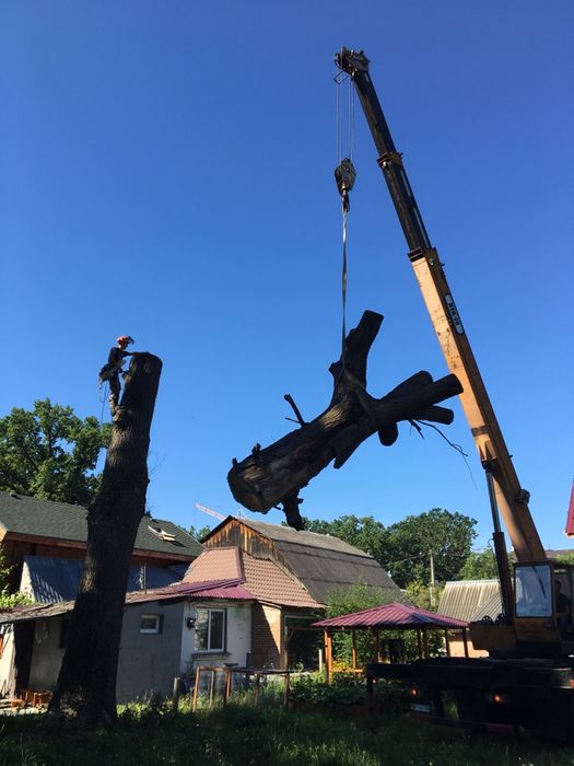 Зрізання дерев, Кронування, Спил, Валка, Обрізка, Зачистка території