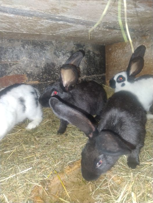 Króliki s to srokacze